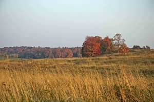 autumn field, muskoka