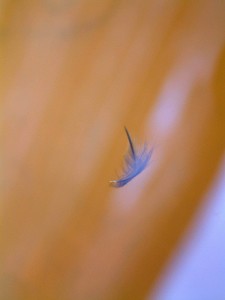 feather_1